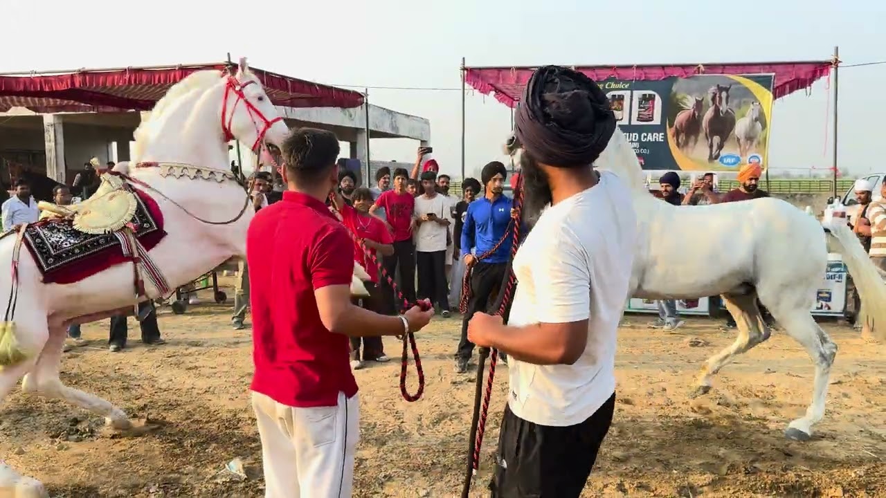 Jagraon Roshni Da Mela #punjabi #reels 
