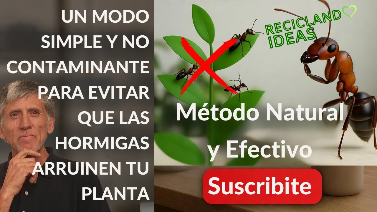 Reciclando Ideas: ¿Cómo combatir las hormigas?