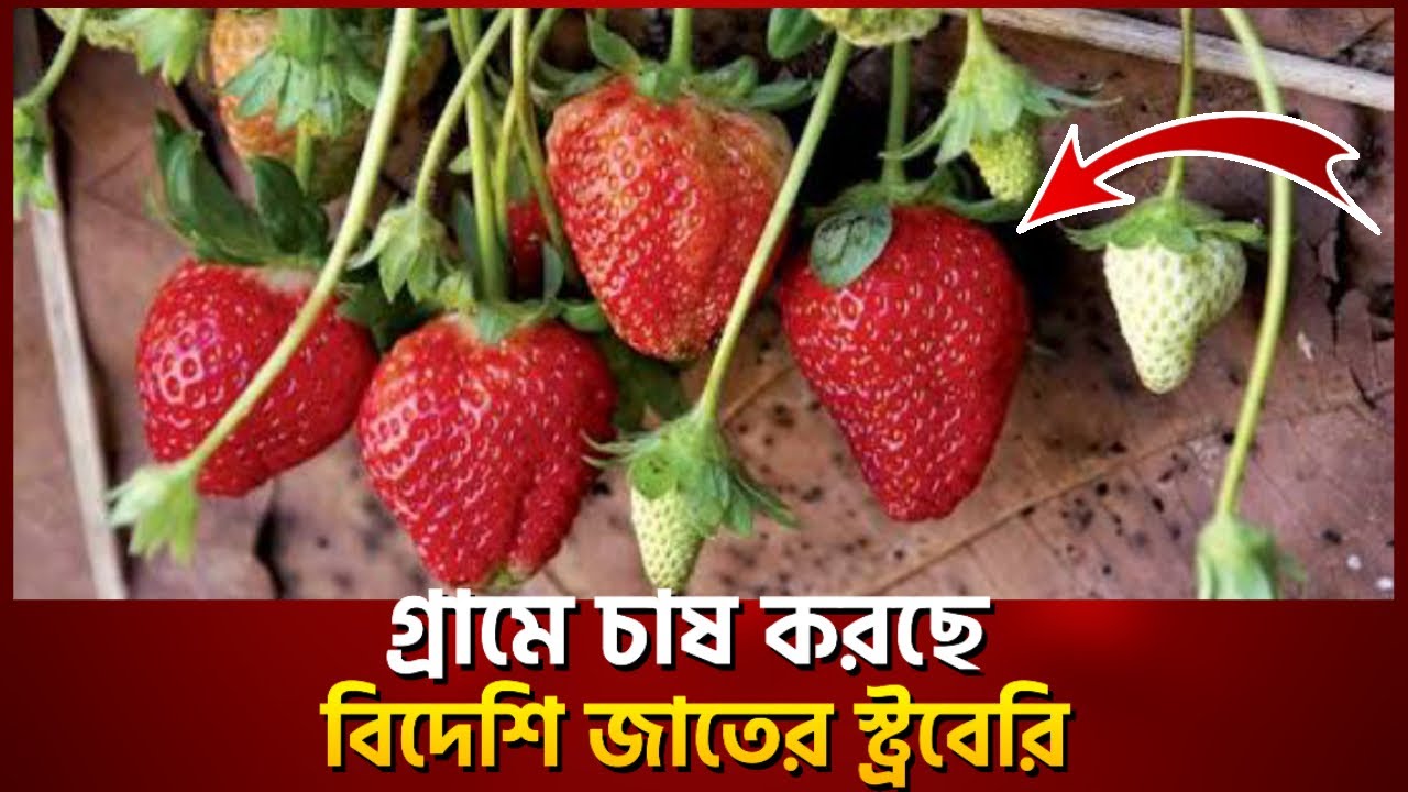 গ্রামের বিদেশি জাতের স্ট্রবেরি চাষ করলেন ২০ বছরের আলামিন