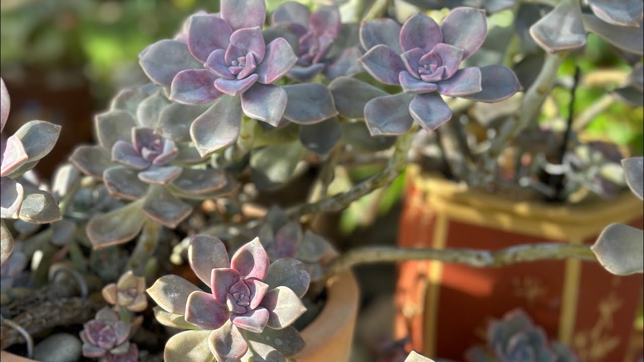 Beautiful succulents in the fall  Mùa Sen đã về 😜