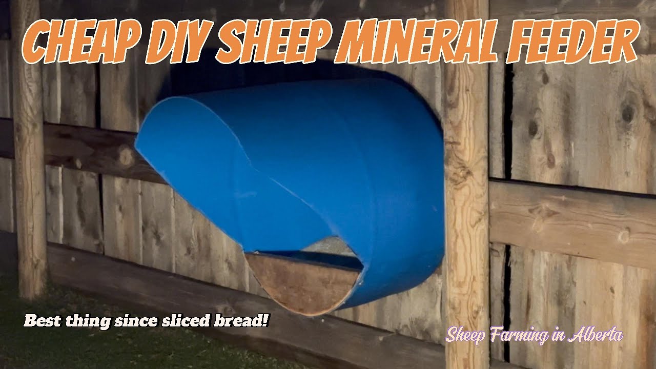 How I Build My DIY/Cheap Sheep Mineral Feeder- vlog43