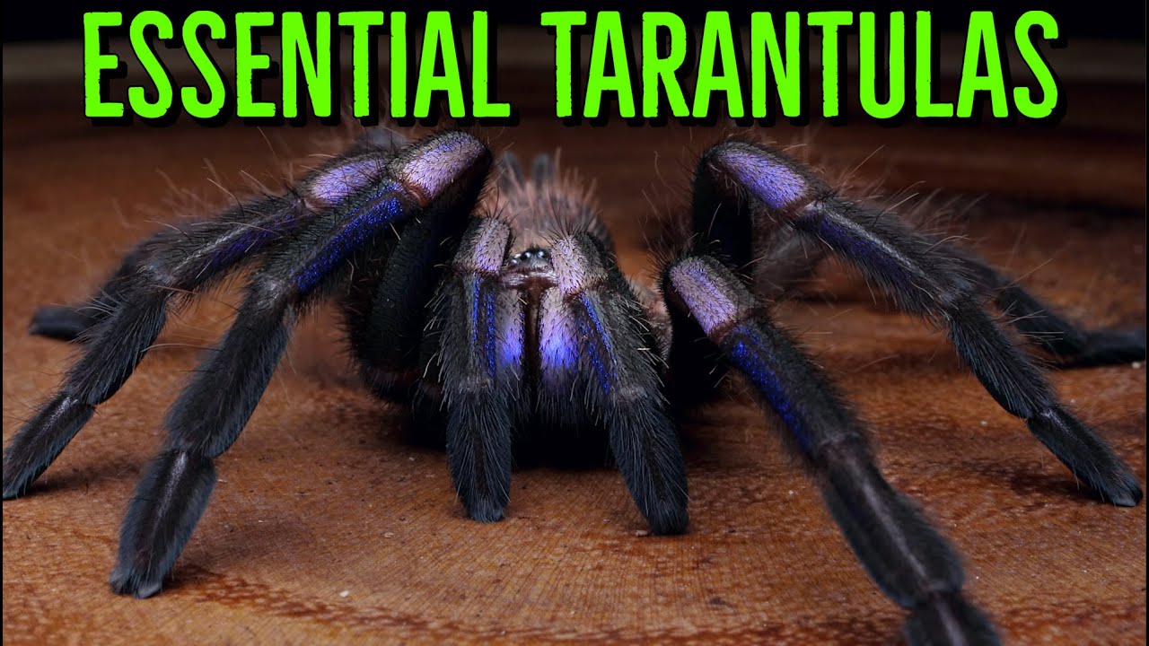 The ULTIMATE Tarantula Wishlist – 10 Species You Can’t Miss!