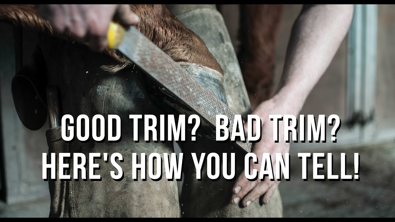 How to tell if your horse has a good trim!  LIVE
