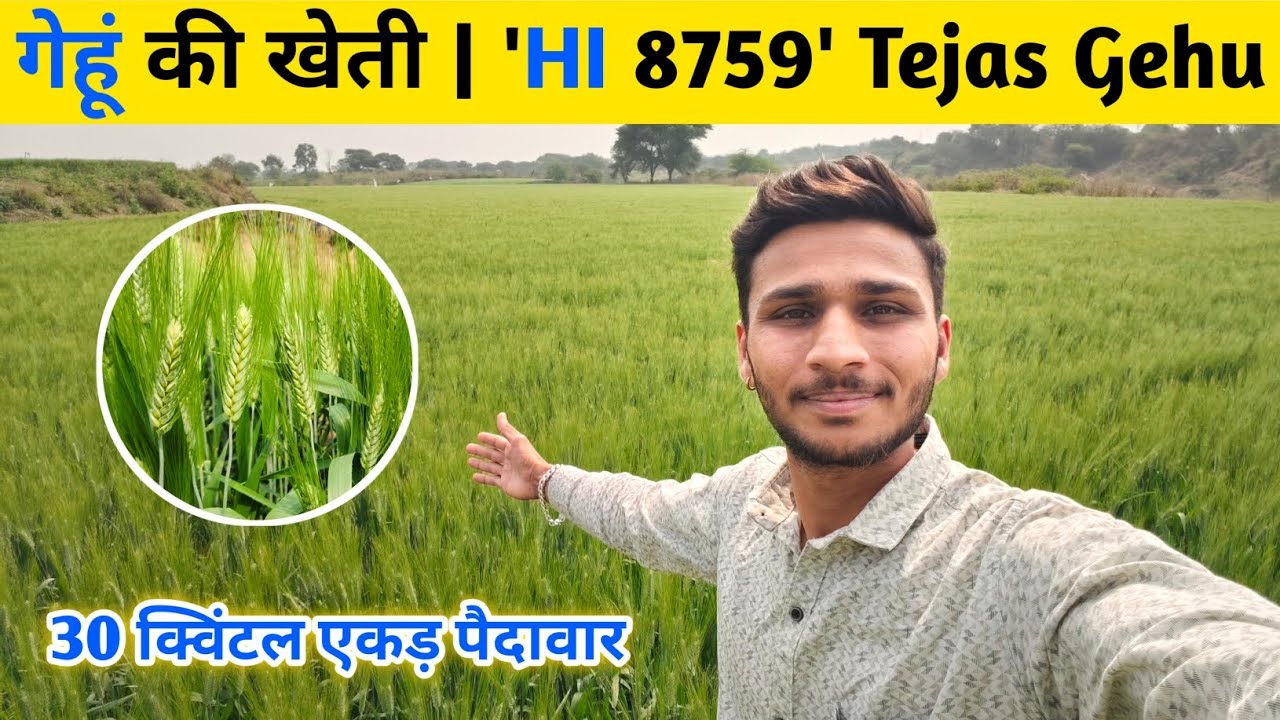 HI 8759 'Tejas' गेहूं की खेती कैसे करें | गेहूं में ये गलतियां ना करें, वरना पैदावार आधी रह जाएगी 😨🌾