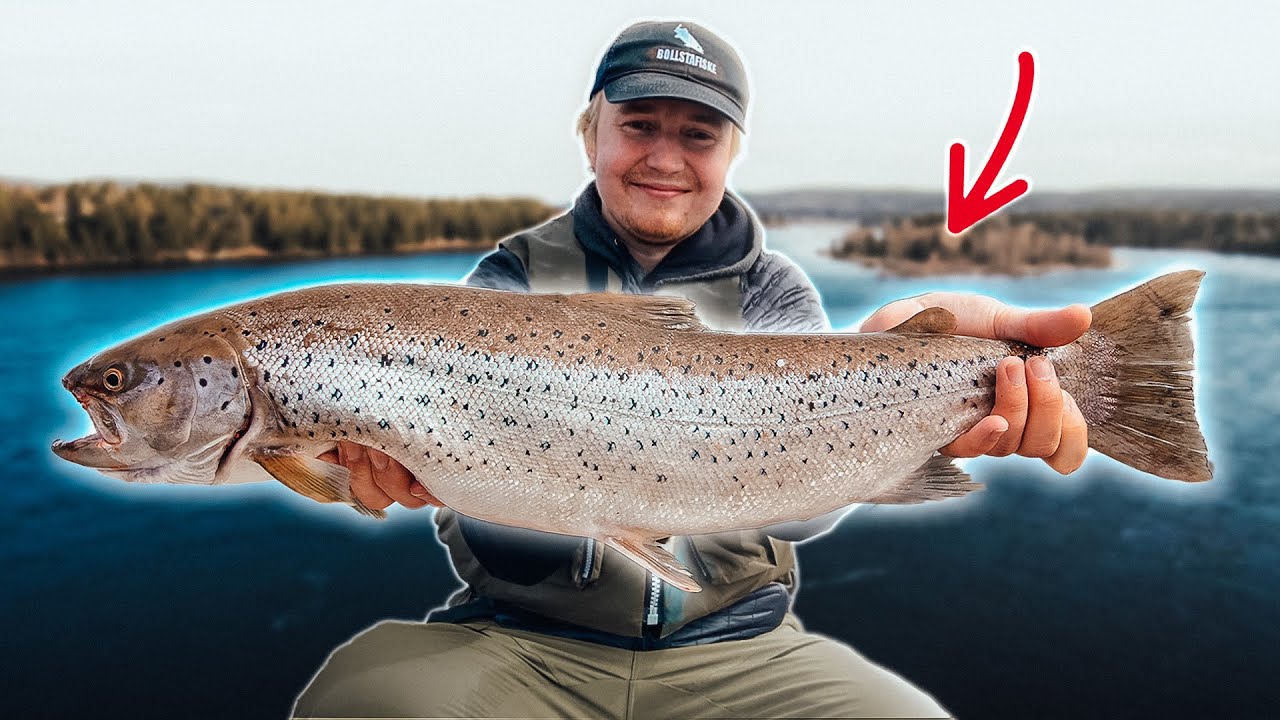 Fiskar efter stora havsöringar i Bergeforsen👀🐊