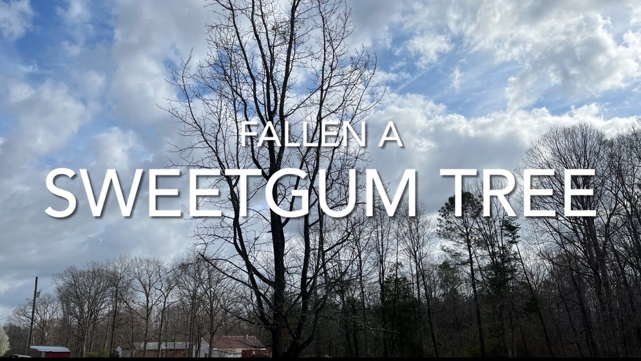 Fallen a Sweetgum Tree