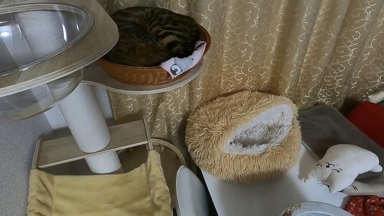 ベンガル猫のミカ ライブカメラ！
