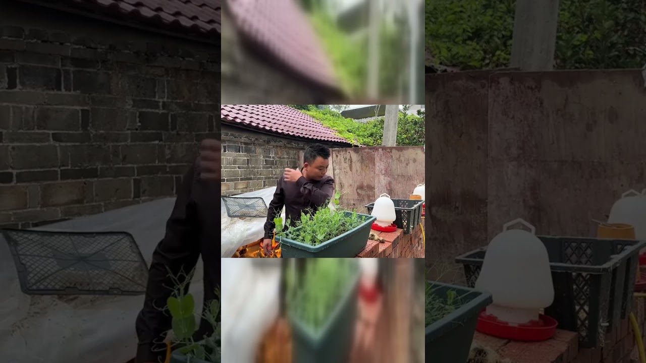 雨天防鸭妙招，提前准备保收益