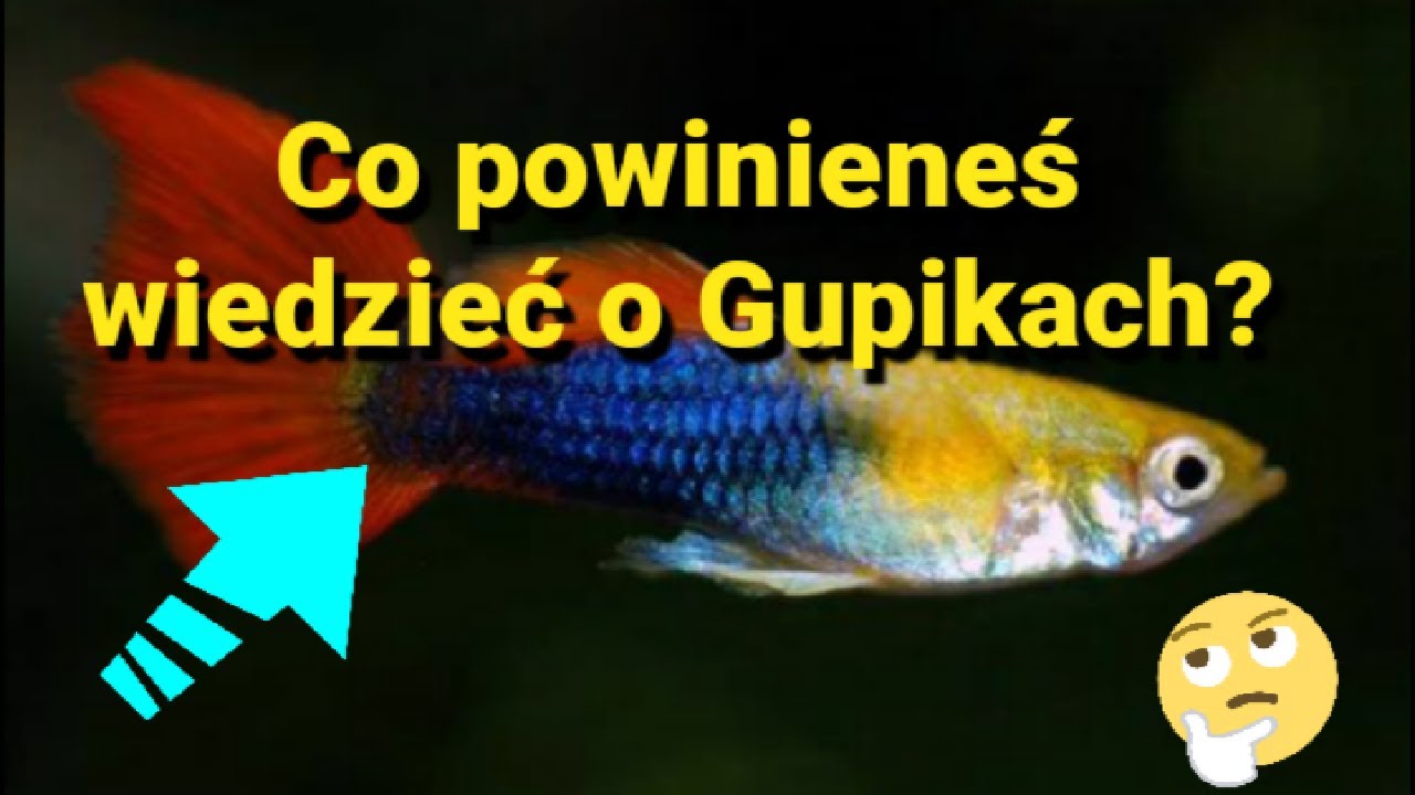 GUPIK - CO POWINIENEŚ WIEDZIEĆ?