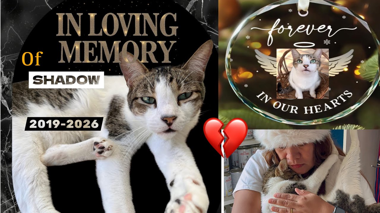 Shadow’s Journey Across the Rainbow Bridge 🌈 A Tribute|In Loving Memory of Our Beloved Cat Shadow