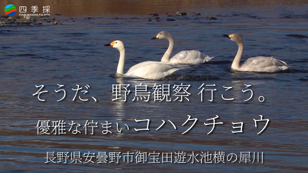 【長野魅力発見】優美な佇まいのコハクチョウをスローモーションで｜野鳥観察 安曇野に飛来してきたコハクチョウ｜冬季に安曇野で羽根を休めるコハクチョウ｜安曇野の冬の風物詩は白鳥たちの佇まい #ハクチョウ