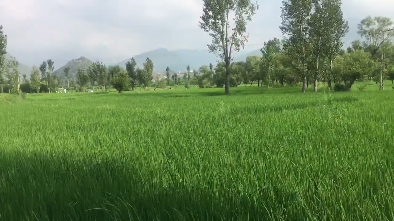 Paddy Field #lushgreenery