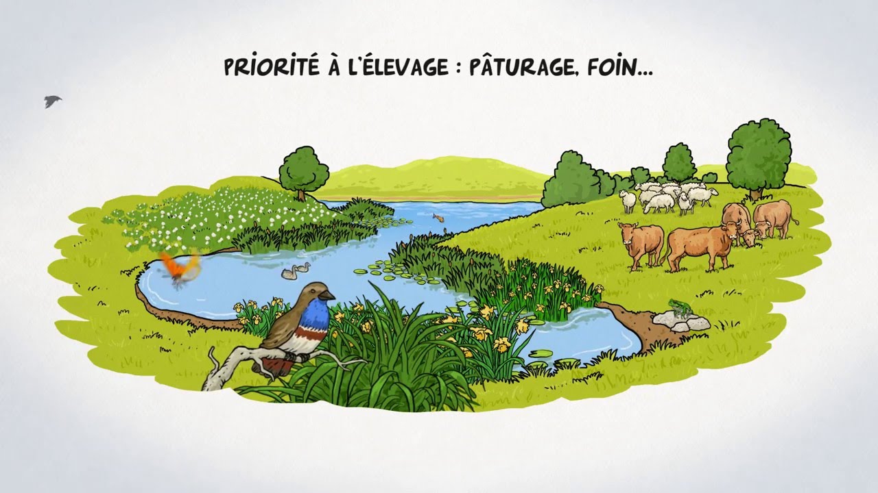 Zones humides, zones utiles : agissons !
