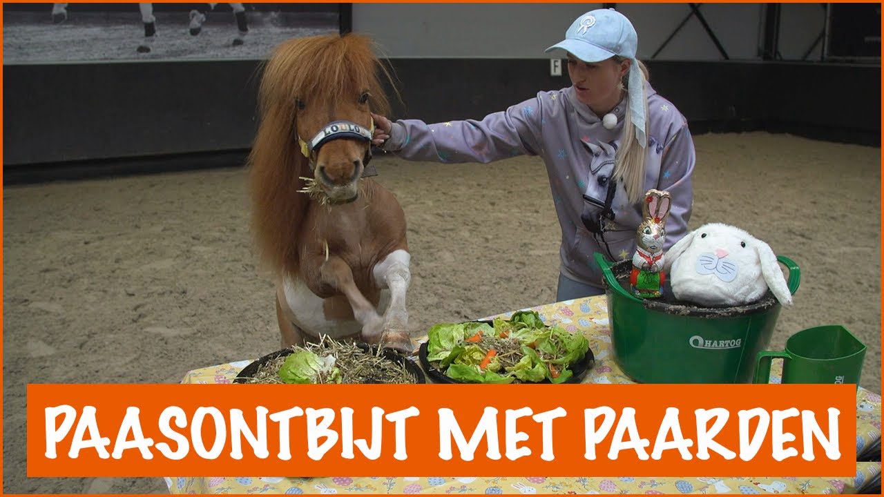 Steigerende Shetlander bij het paasontbijt?! + WINACTIE  | PaardenpraatTV