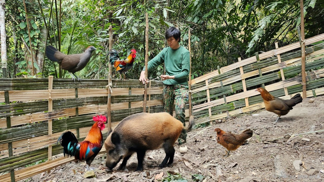 200 days of survival in the wild, wild boar trapping skills, shelter, survival alone