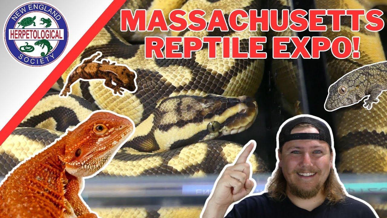 AWESOME REPTILE EXPO-The Massachusetts Reptile Expo!