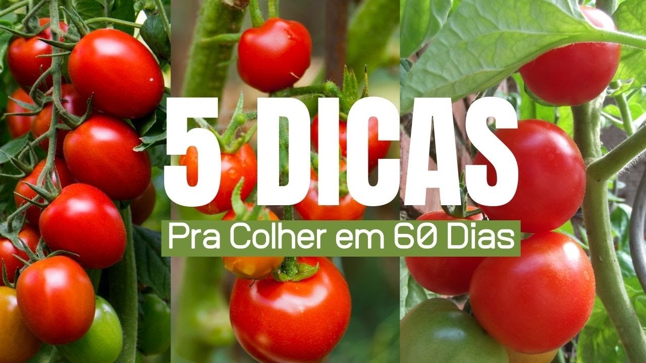 5 DICAS INFALÍVEIS Para produzir Muito Tomates em 60 Dias, No solo ou no Vaso!