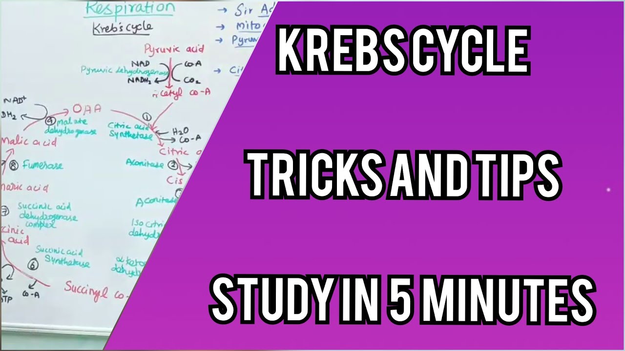 Krebs cycle Tricks and tips | TCA Cycle | Remember krebs cycle in 5 minutes | Tamil