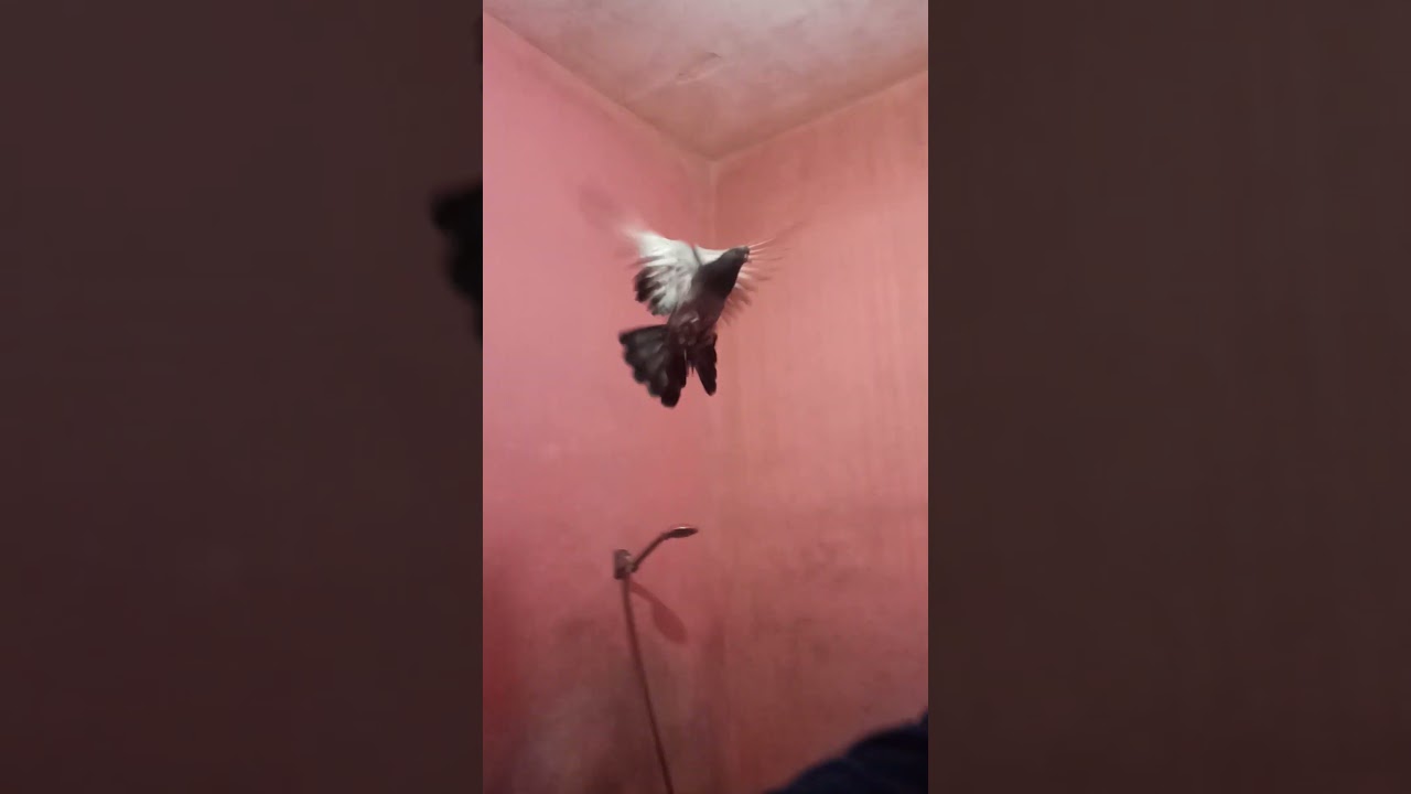 acami oyuncu