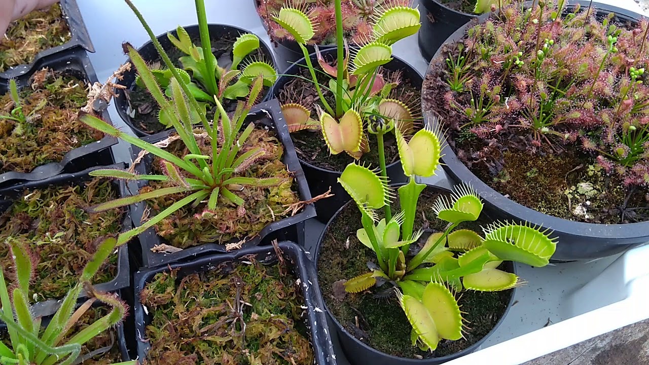 Dormência Dioneia