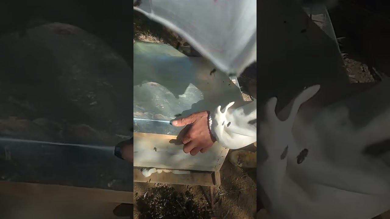 كيفية نزع طرد من الأم