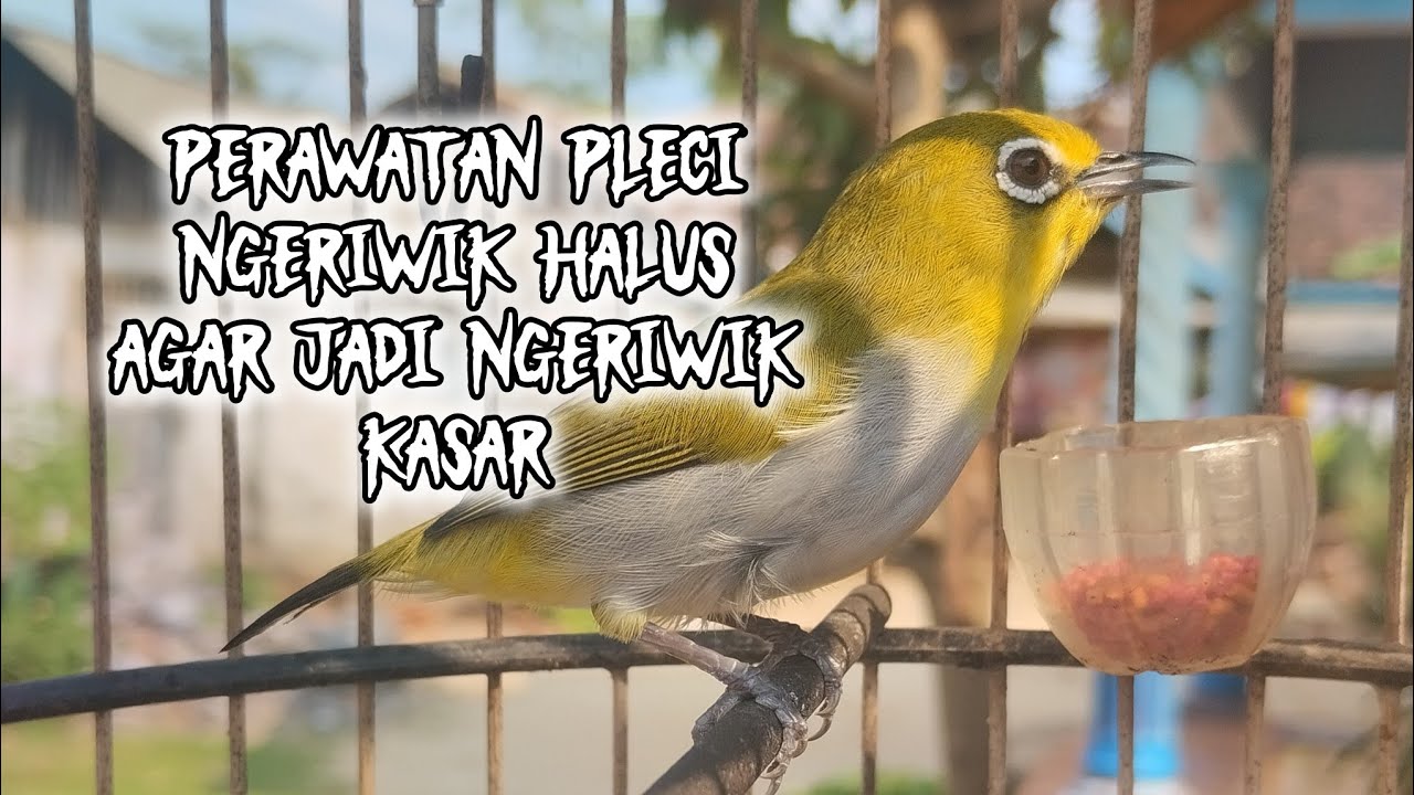 perawatan pleci ngeriwik halus