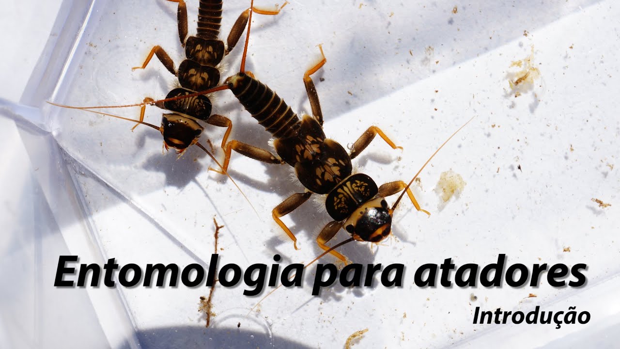 Entomologia para atadores  - Introdução