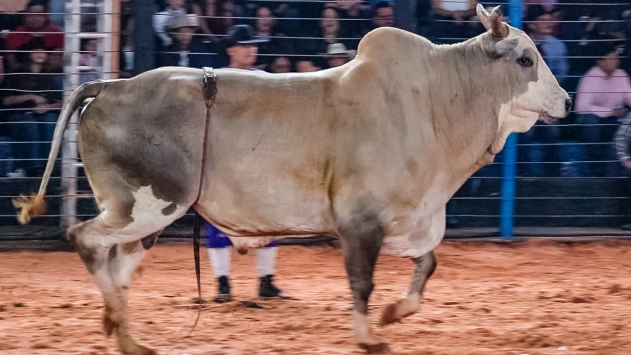 SEMI FINAL em TOUROS | RODEIO de GAST&Atilde;O VIDIGAL-SP 2026