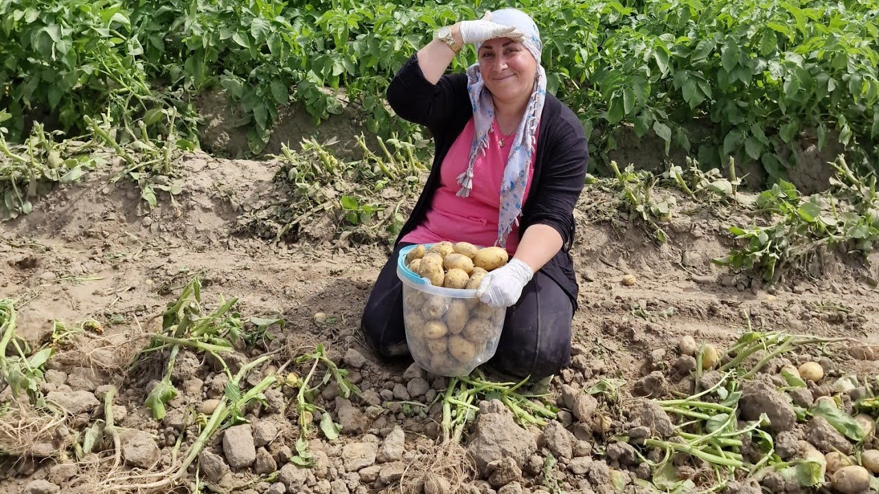 GESUNDE KARTOFFELN ERNTEN MIT MERYEM UNSERE  ZWEITE HEIMAT AM ÇUNA PATATA😍💯