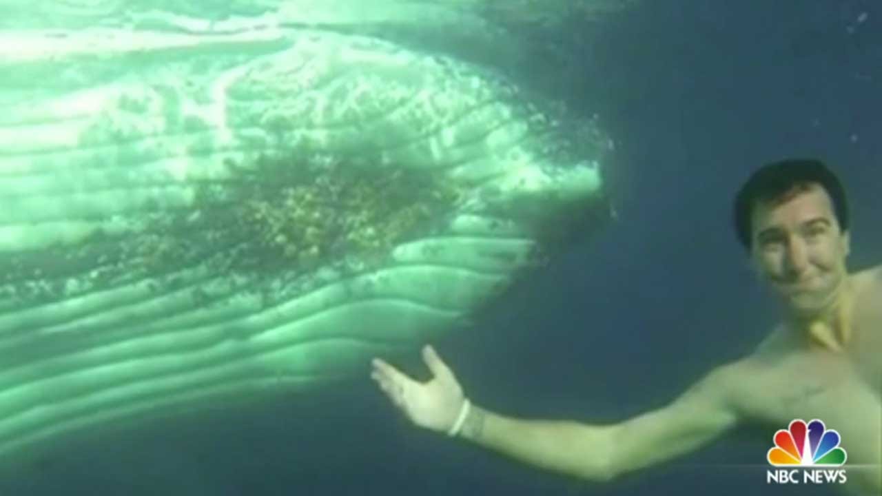 Diver's Selfie With A Humpback Whale | TODAY