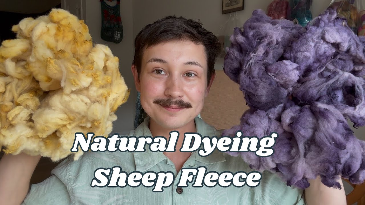 Natural Dyeing Sheep Fleece: Yellow & Purple (Safflower and Logwood)