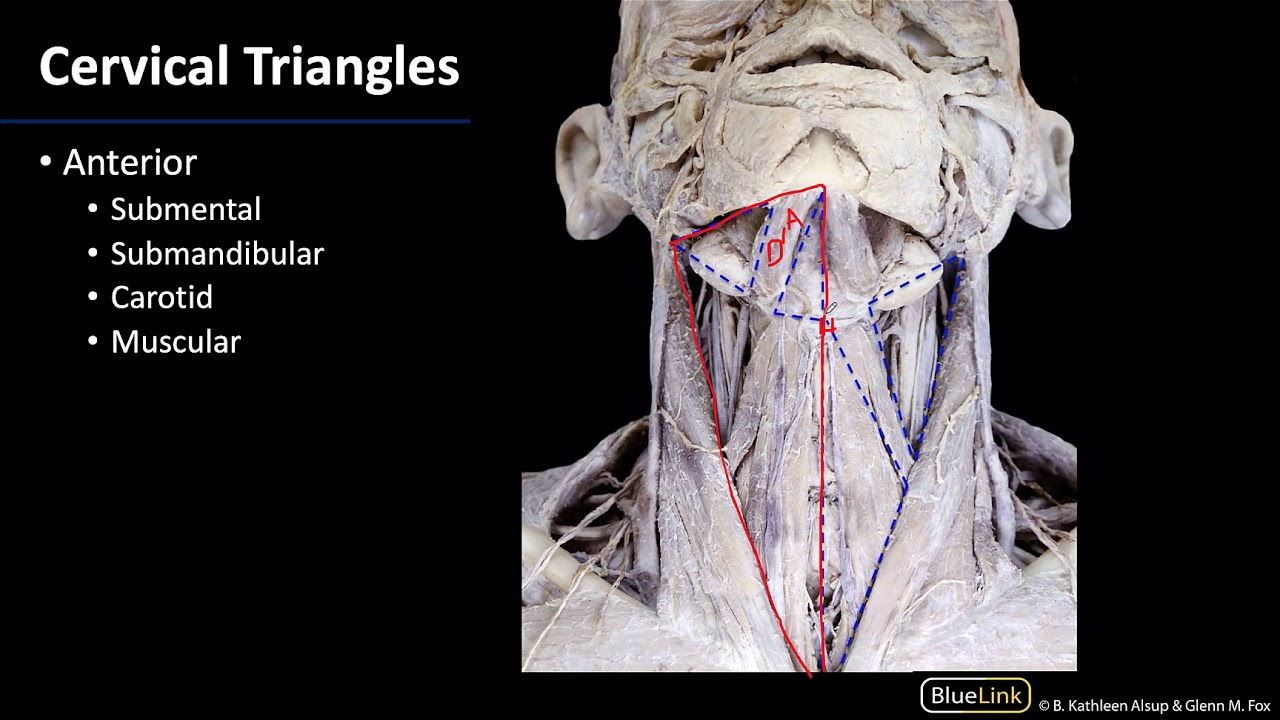 Anterior Neck - Triangles