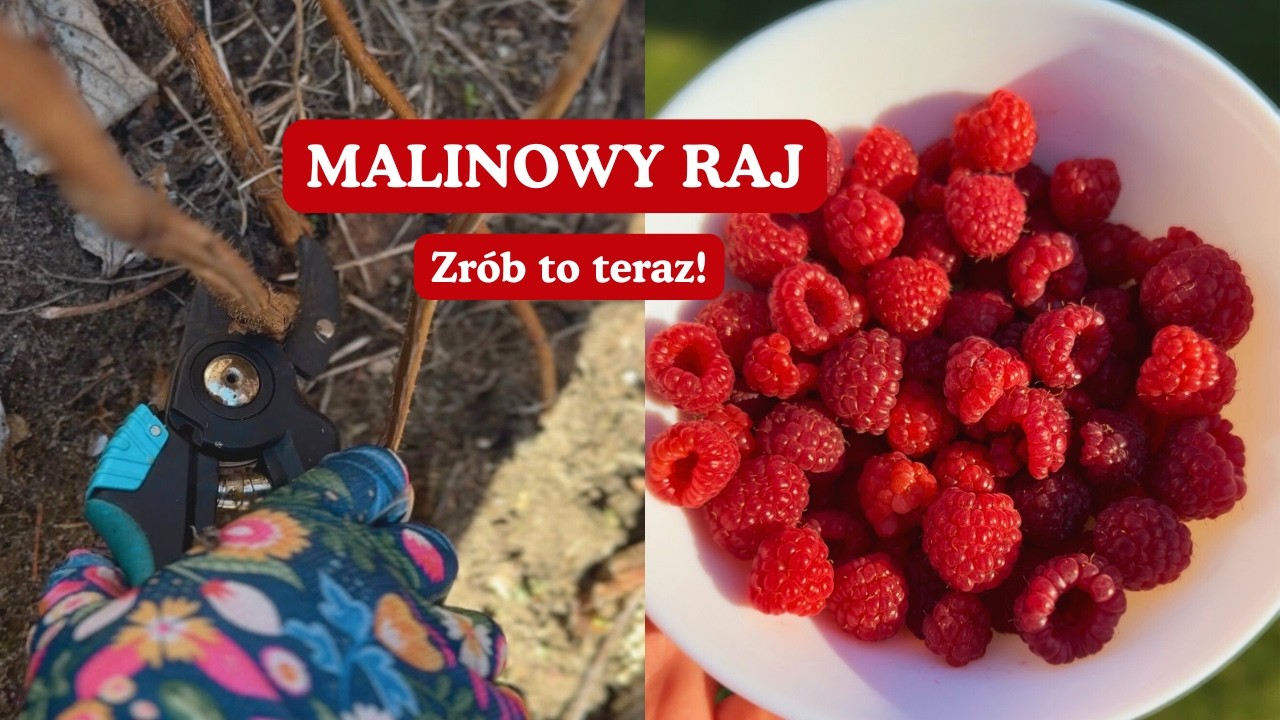 Zrób to TERAZ, a utoniesz w malinach! 5 trików na gigantyczne zbiory 🍓