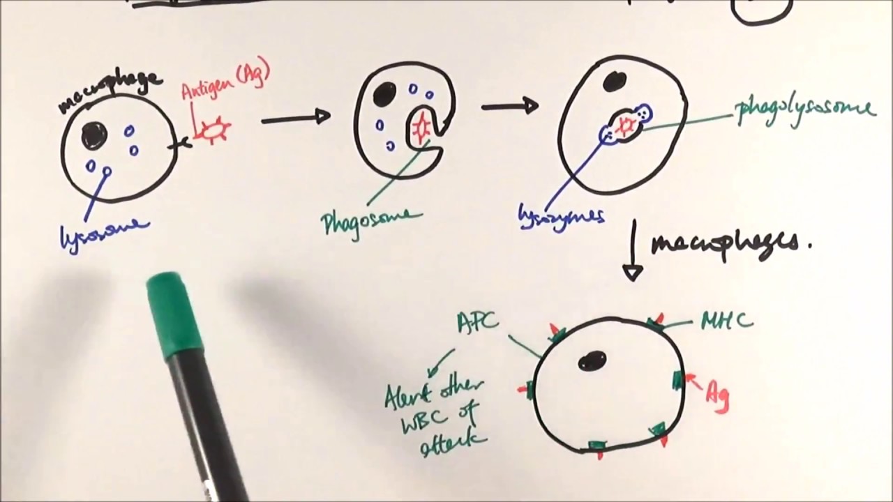 AS Biology - Phagocytosis (OCR A Chapter 12.5)