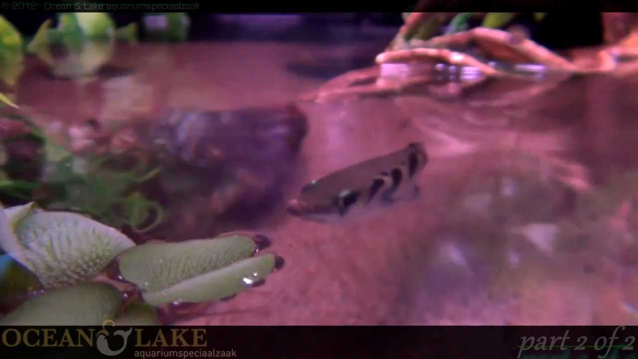 Archerfish Shooting Insects, Toxotes jaculatrix - Ocean & Lake
