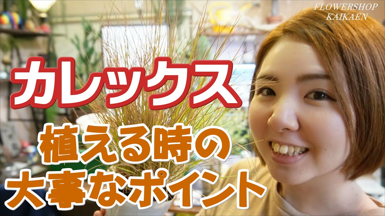 カレックス　グラス系の植物　植える時のポイント　土を入れる量　枯らさないための大事な事　植物について　【おうちでガーデニング】開花園チャンネル