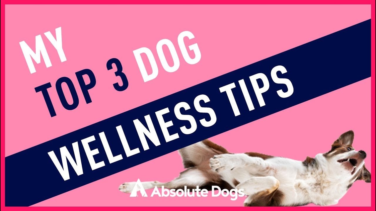 My Top 3 Dog Wellness Tips