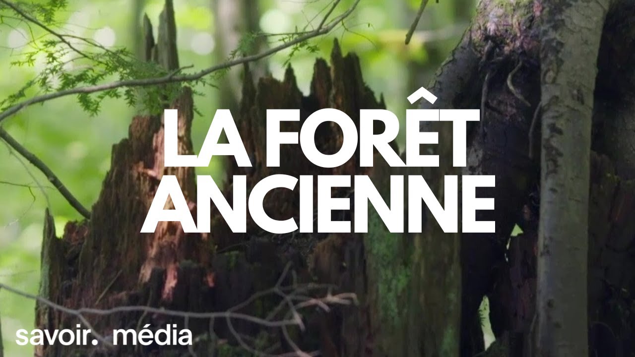 La forêt ancienne - La bataille pour la forêt