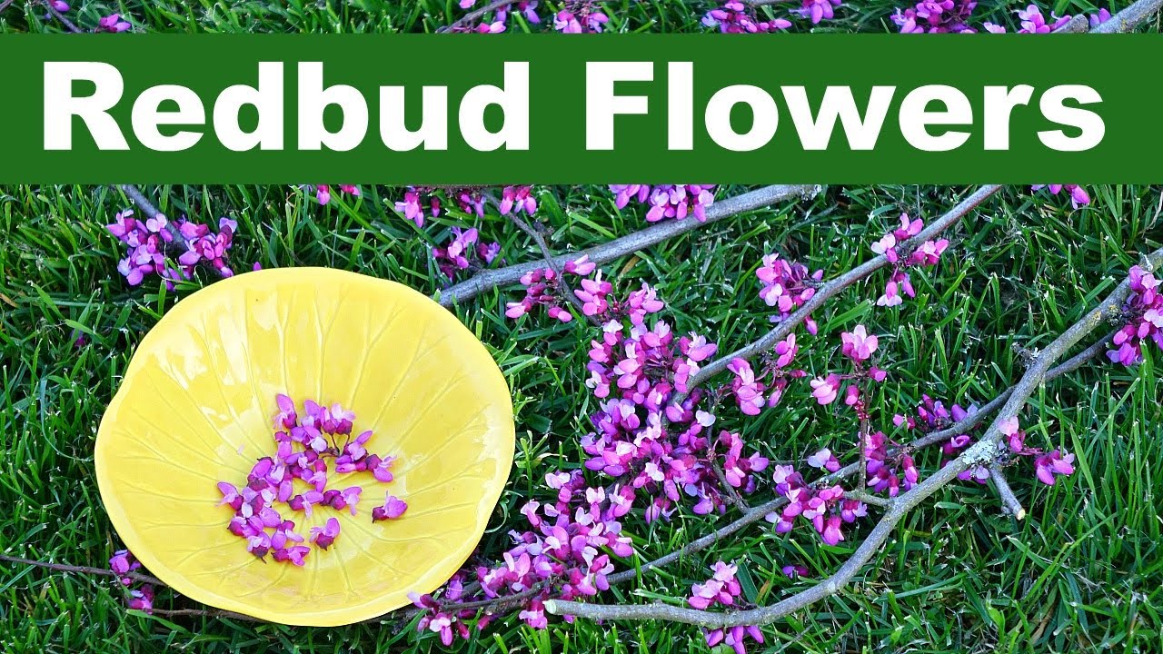 Redbud Flowers: How to Pick and Eat