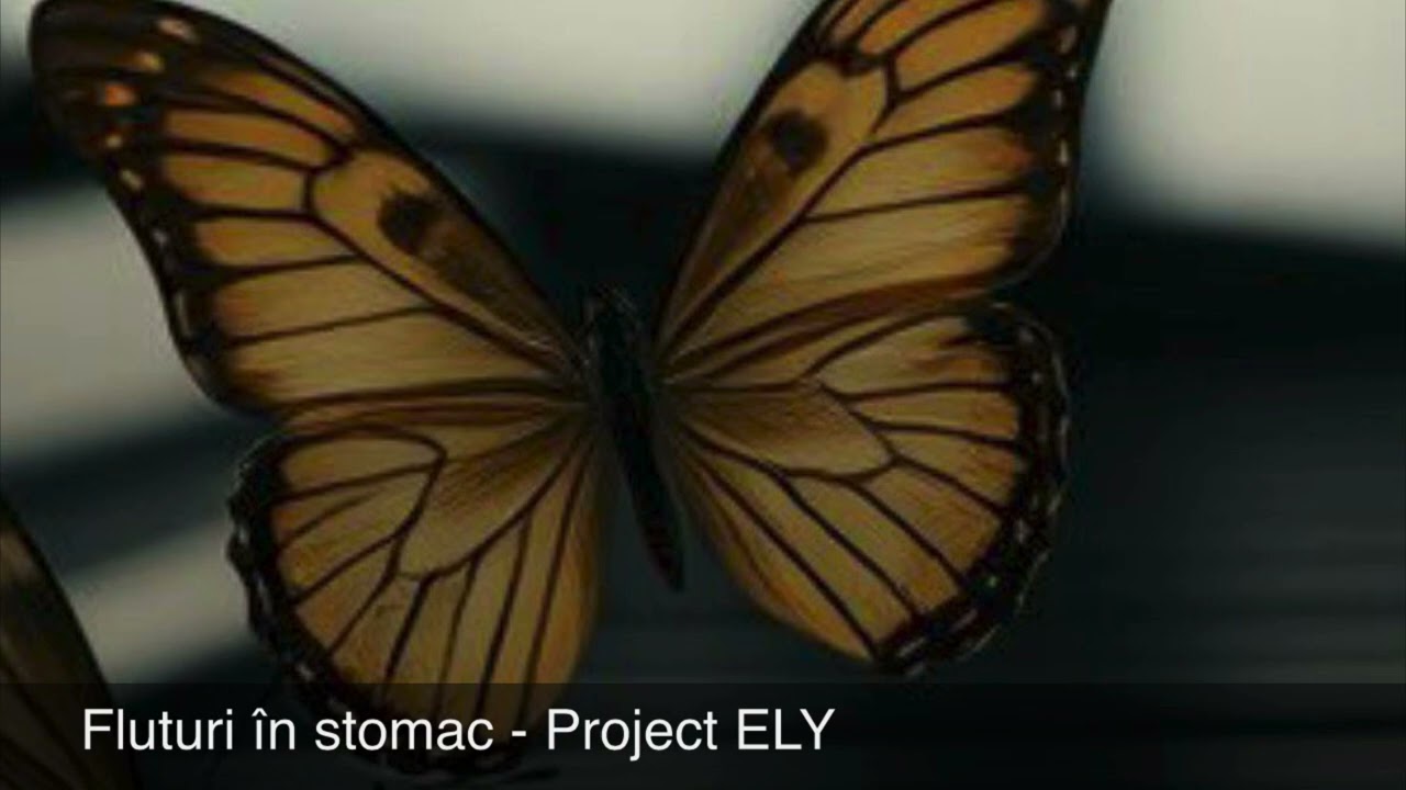 Fluturi 🦋 in stomac - Rpoject ELY