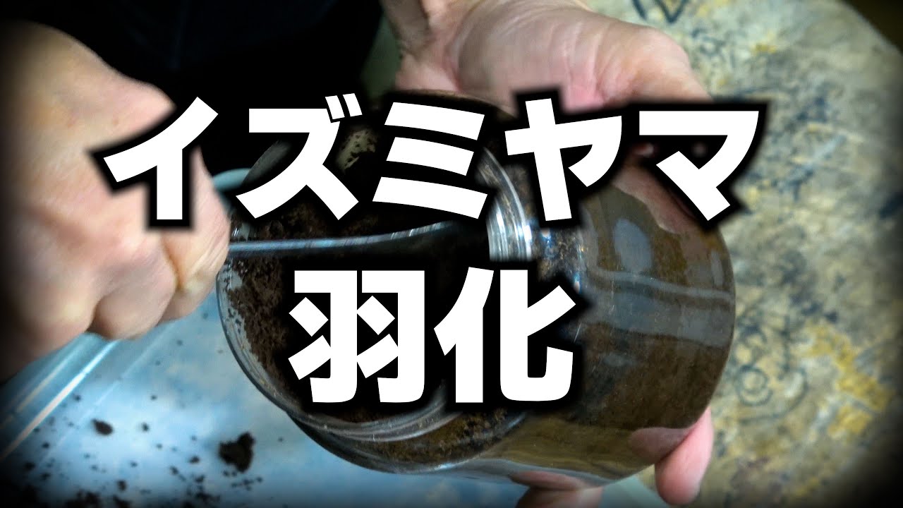 イズミヤマが羽化しました【クワガタ飼育】