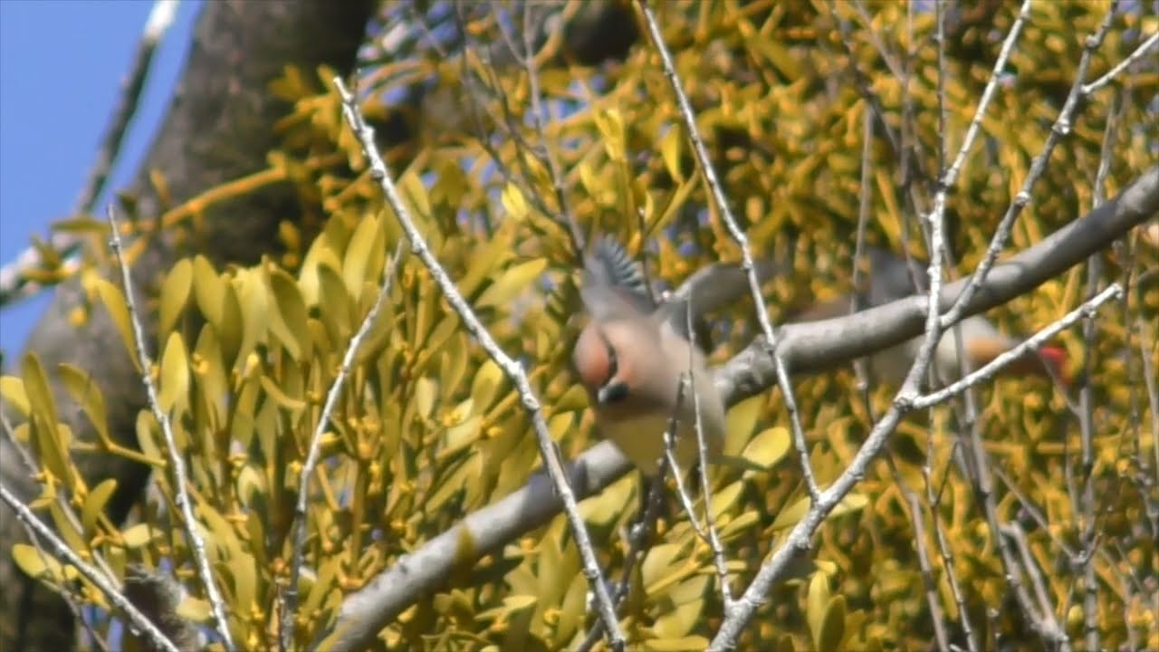 公園にヒレンジャク飛来