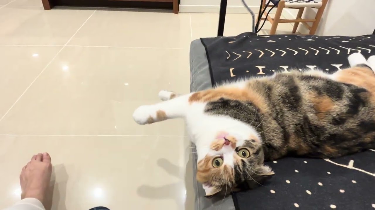 ソファー争奪戦🐱calio cat MIke-chan/ battle for the Sofa