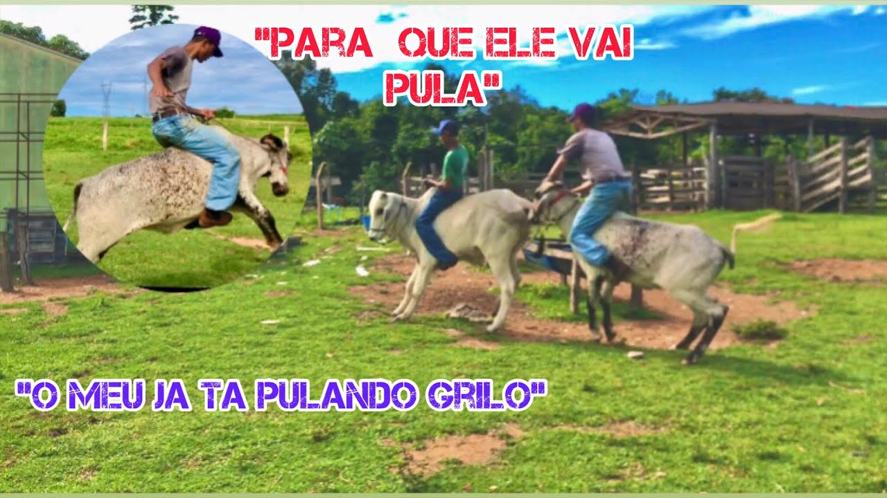 O boi girolando ja ta andando solto 😳