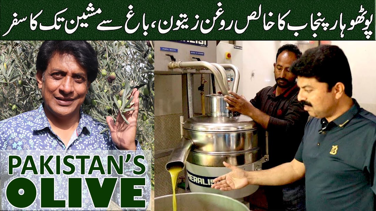 Olive Cultivation in Pakistan | Olive Oil Extraction, Grafting & Value-Added Products | BARI Chakwal