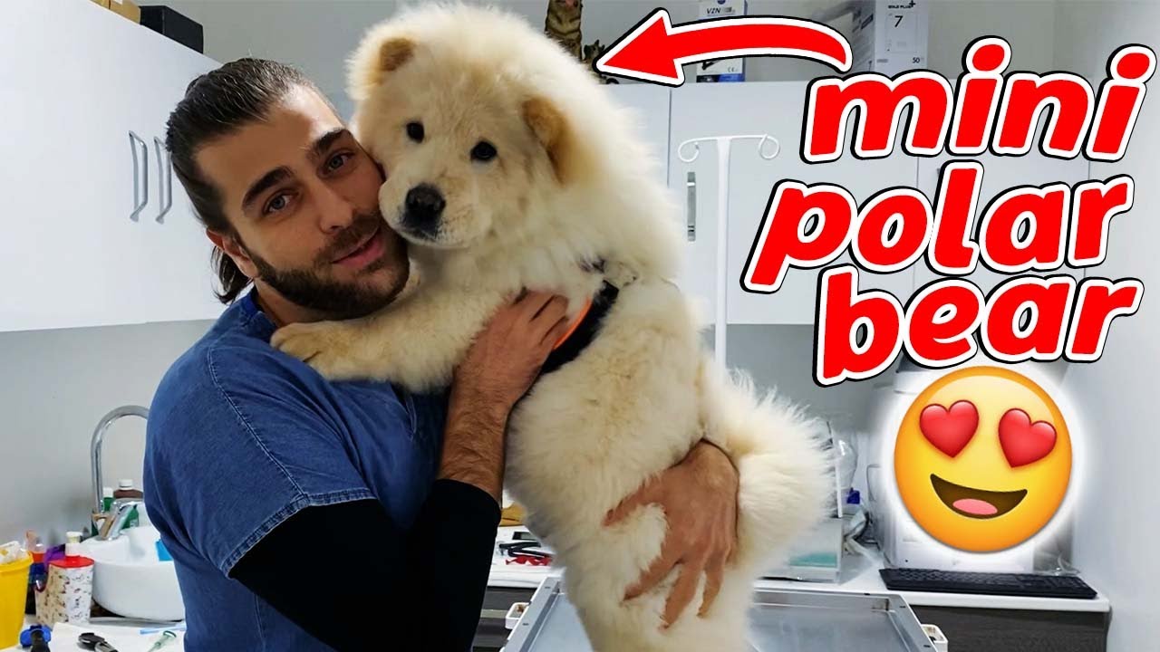 ПОЛЯРНЫЙ МЕДВЕДЬ! 😍 Самый милый щенок чау-чау! #TheVet