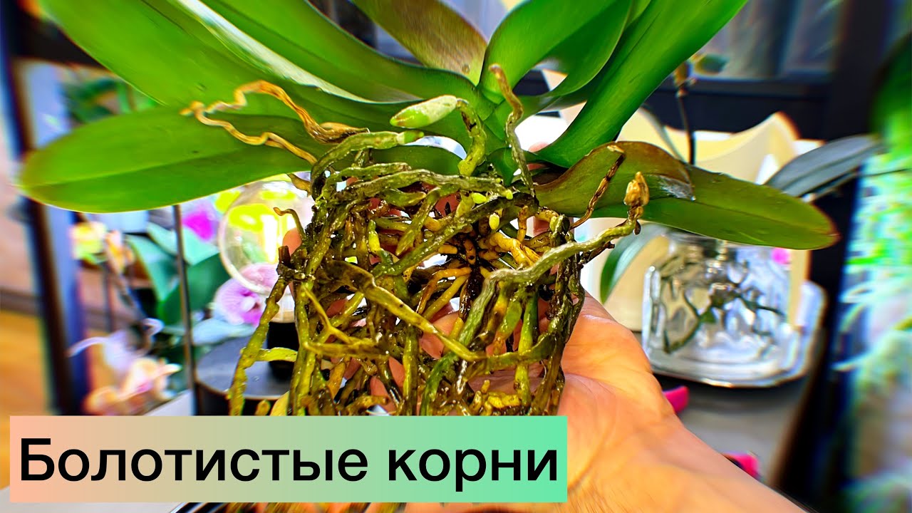Было предчувствие… Корни начали ГНИТЬ. Оставлю орхидею без грунта, чтоб посмотреть на динамику.