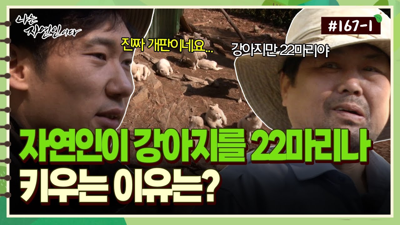[자연인] 167-1 강아지만 22마리?! 자연인이 강아지를 이렇게 많이 키우는 이유는?