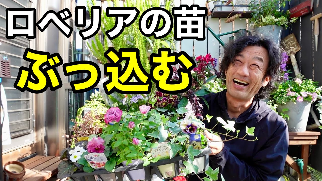 ロベリアで買ってきた苗で寄せ植えしたらとんでもない物ができた　　　　【園芸超人カーメン君】