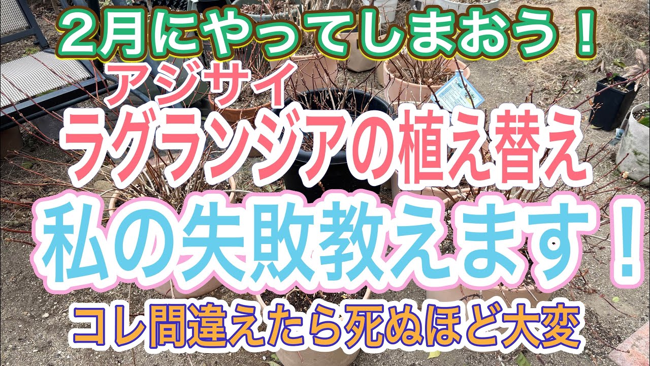 【ガーデニング】【アジサイ】大きくなりすぎたラグランジアの植え替えは順番が大事‼️間違えると恐ろしく時間がかかる😭手早い植え替えに参考にしてください‼️【ラグランジア】